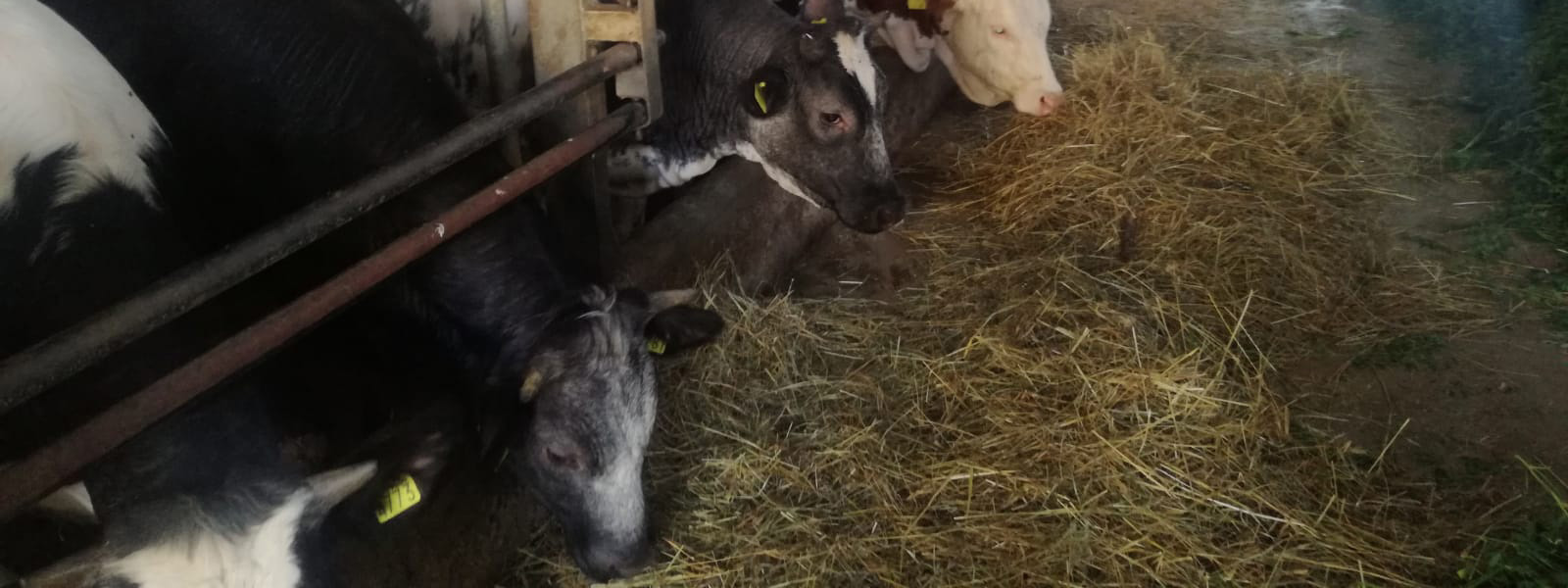 In animal husbandry