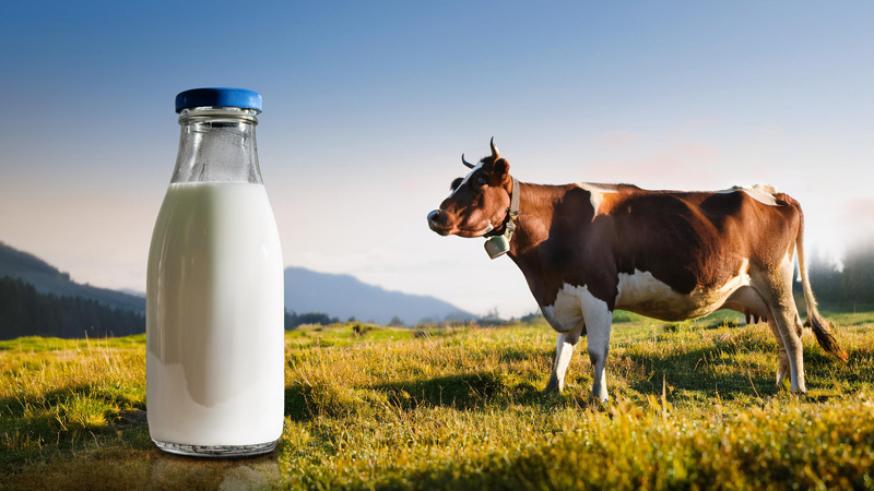 milk bottle cow