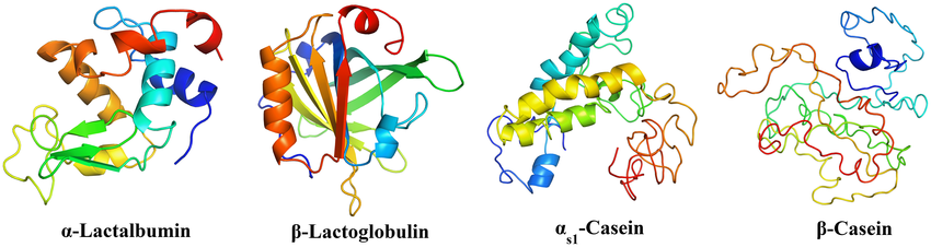 the major proteins in cows milk